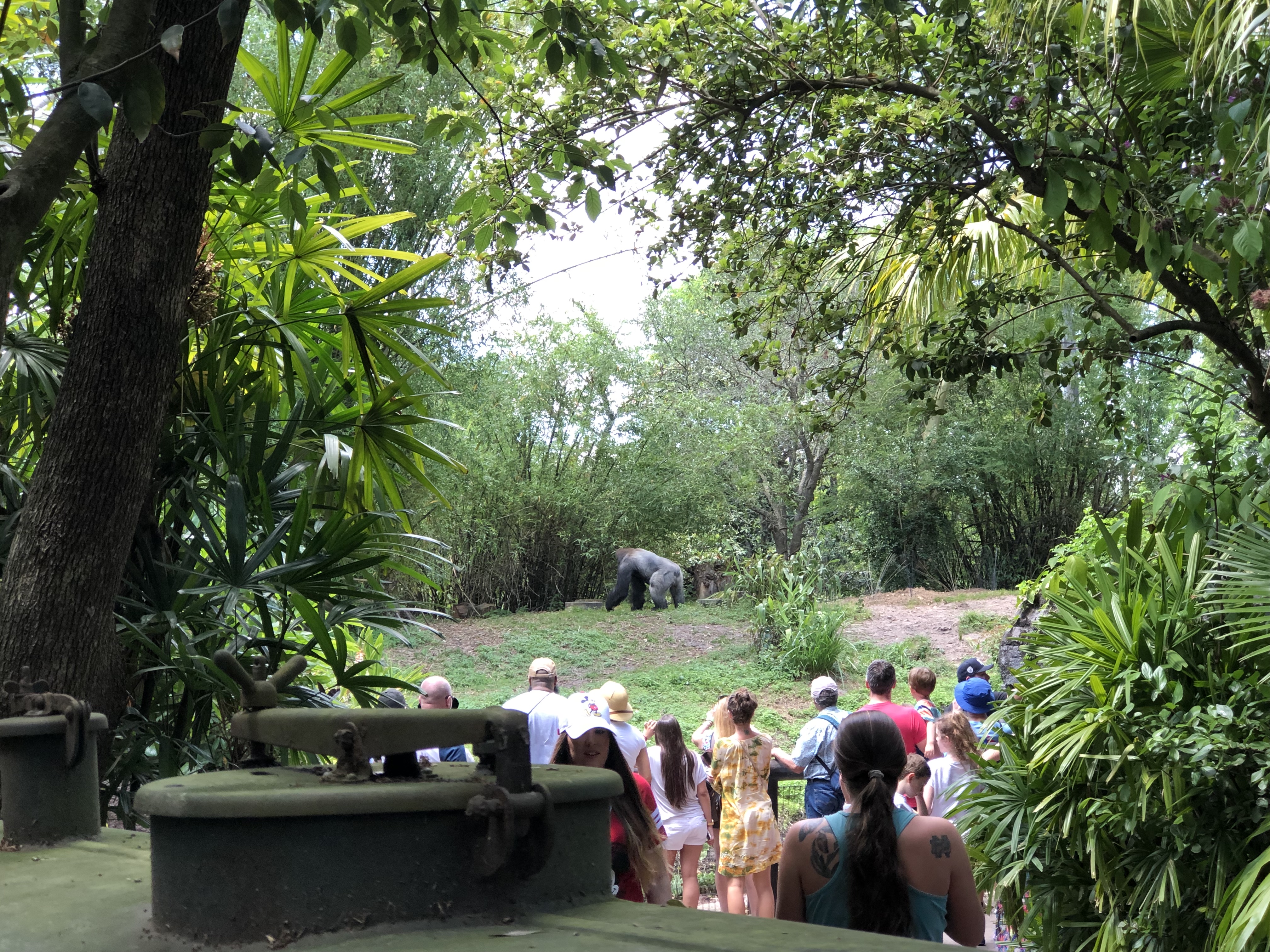 People watching gorilla