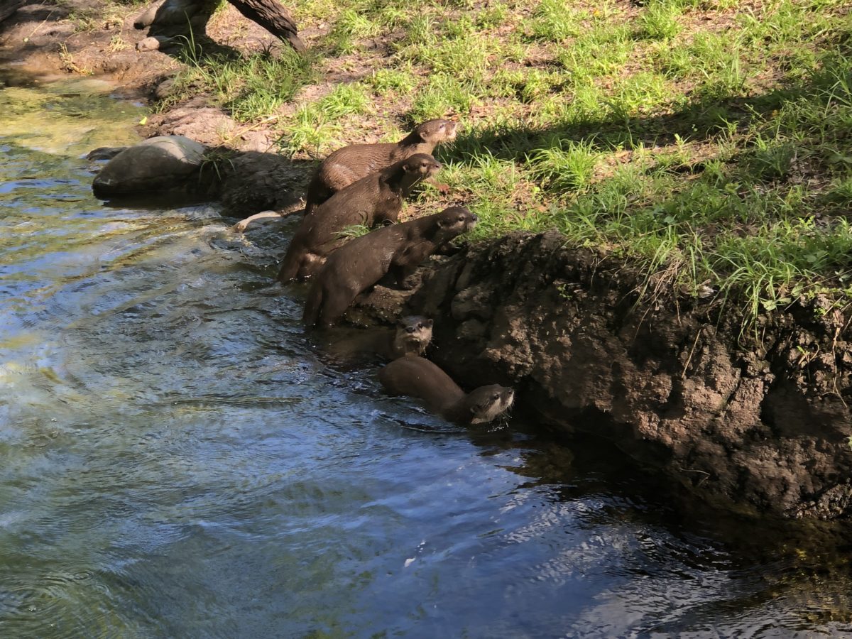 Otter Grotto