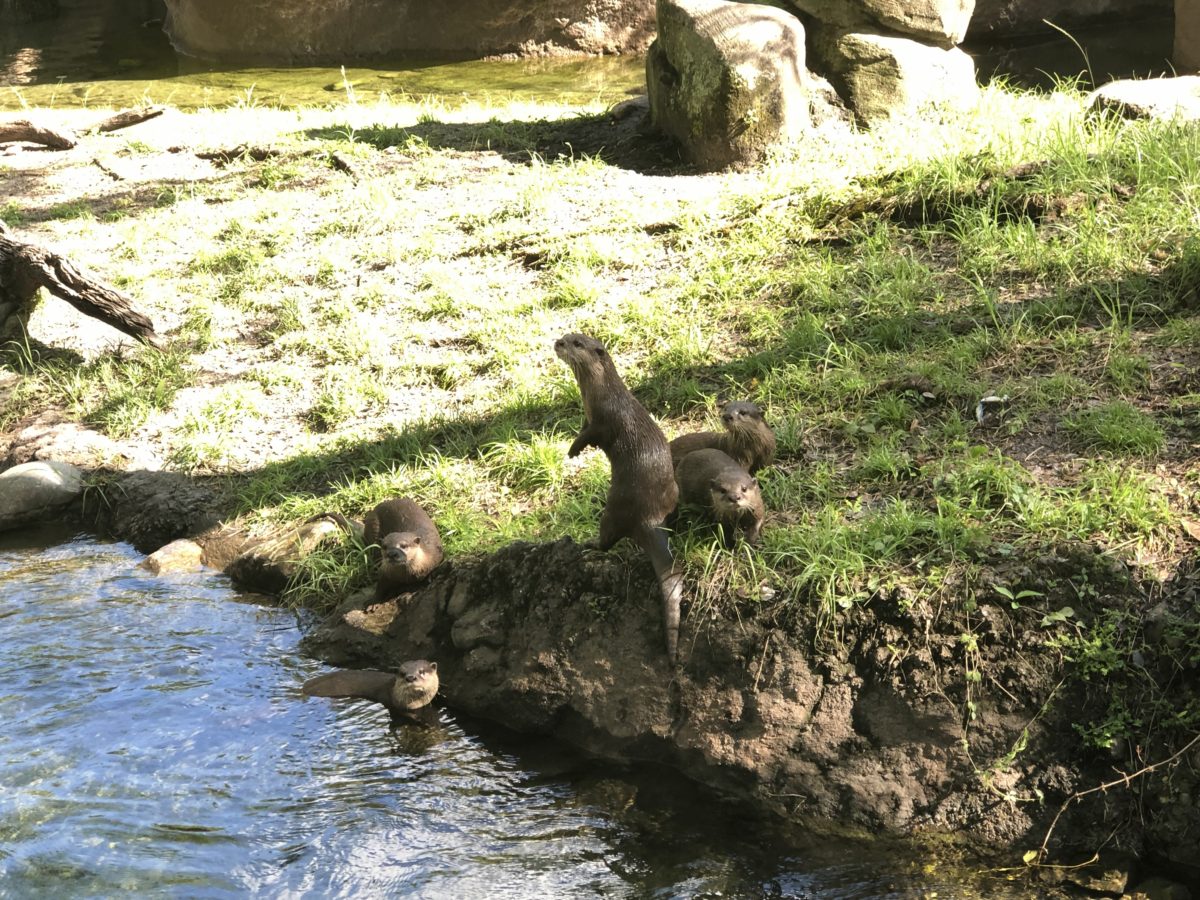 Otter Grotto