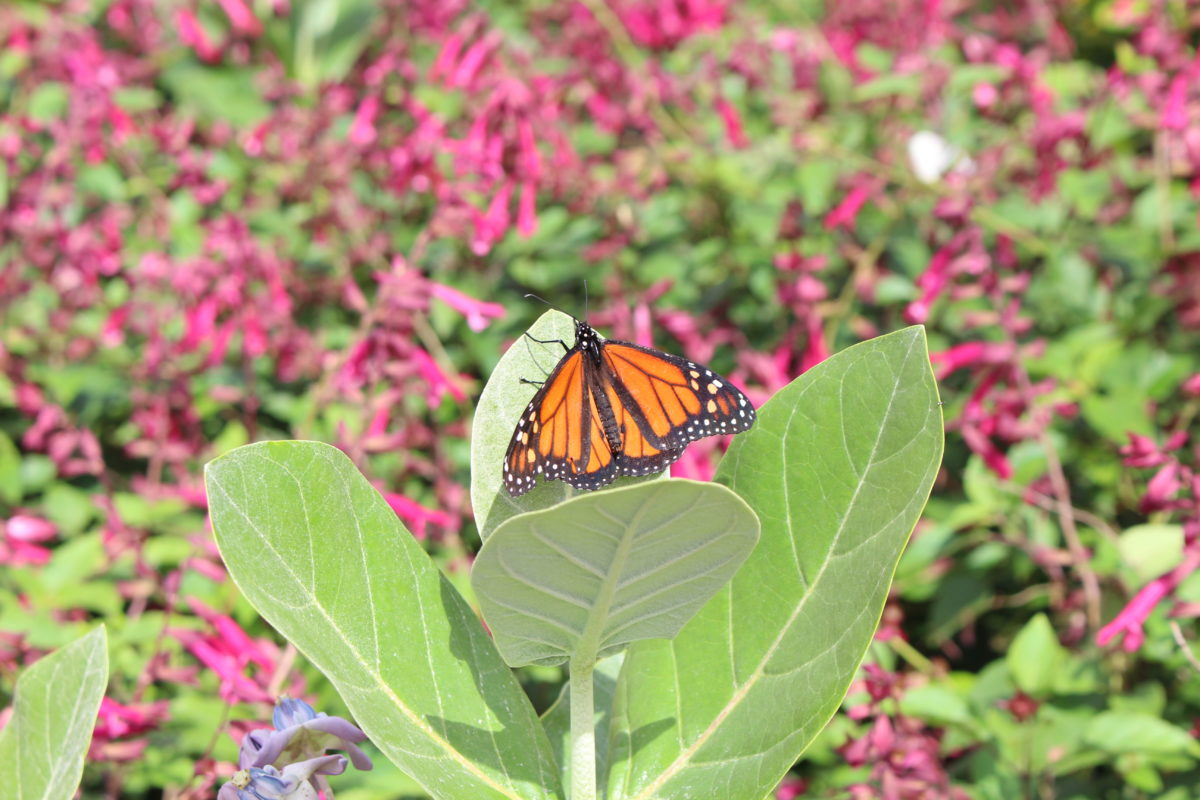 butterfly garden