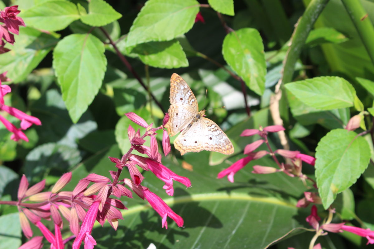 butterfly garden