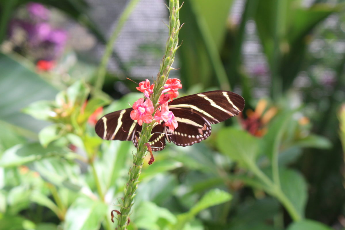 butterfly garden