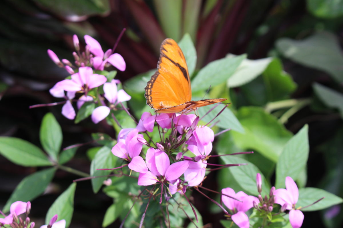 butterfly garden