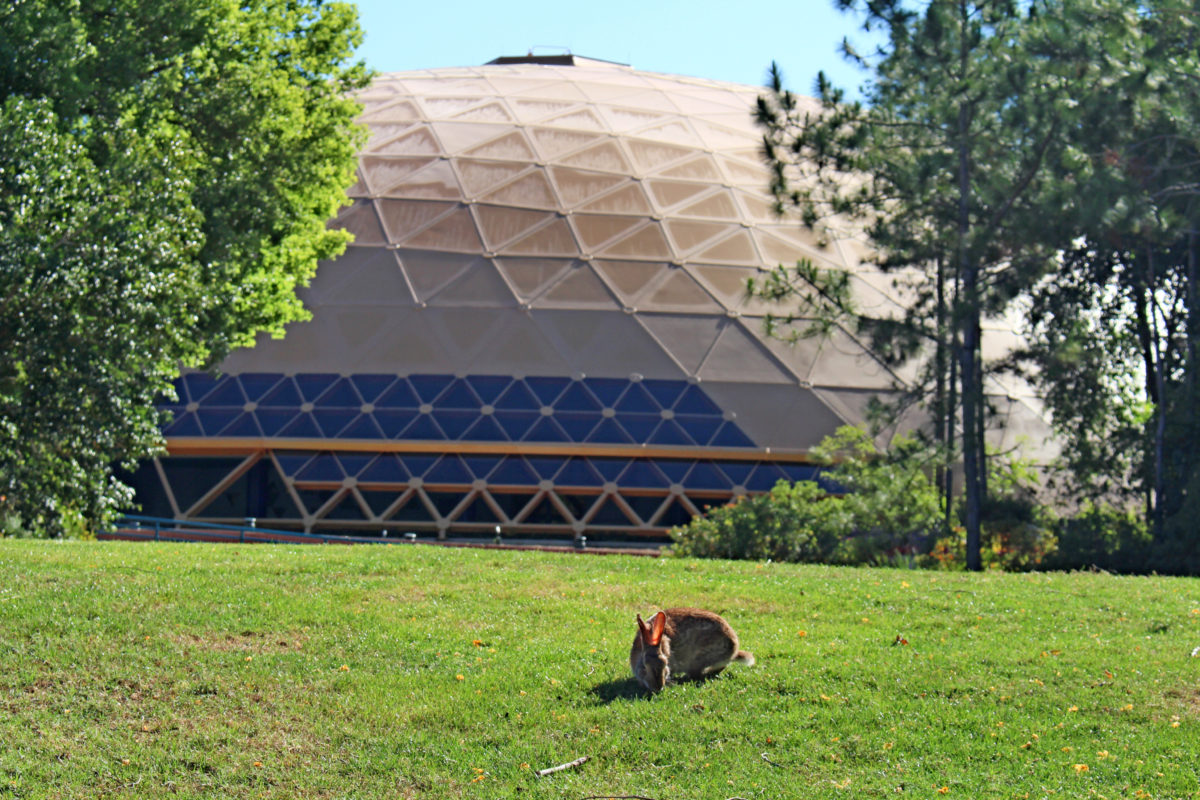 wonders of life bunny