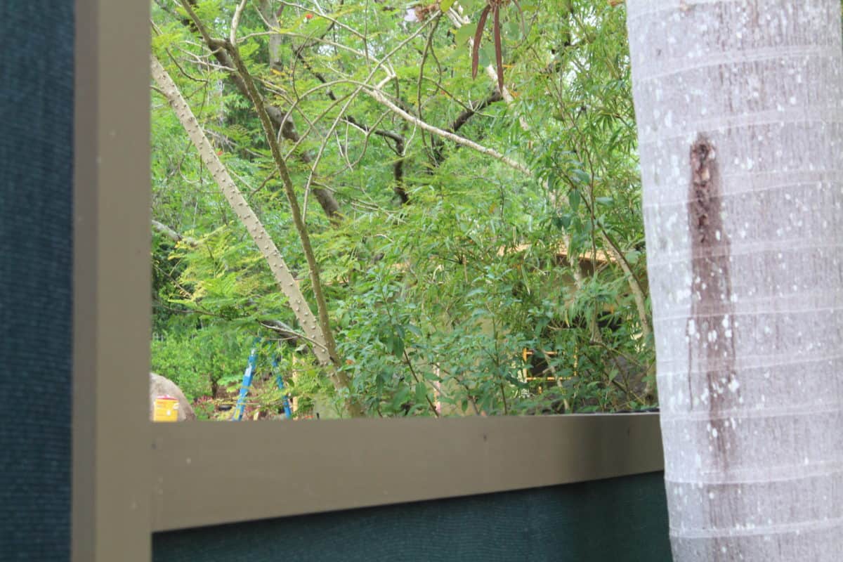 disneys animal kingdom otter grotto