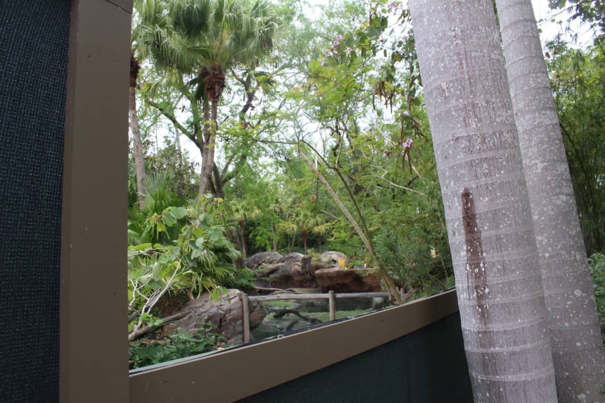 disneys animal kingdom otter grotto