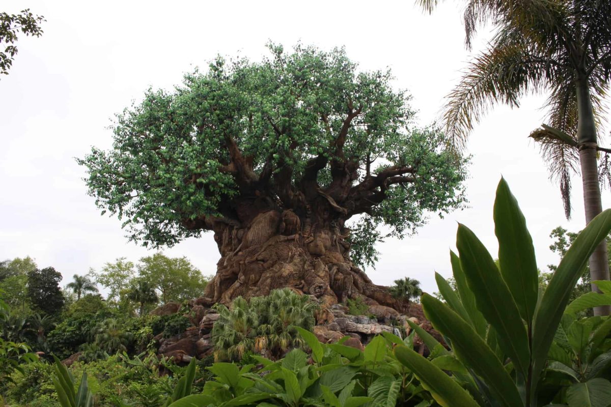 Disneys animal kingdom tree of life