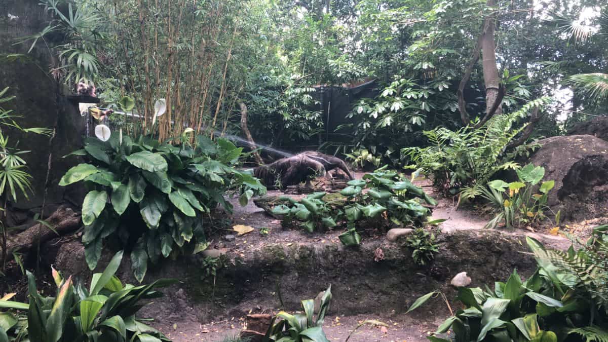 Anteater enjoying a hosing from a cast member