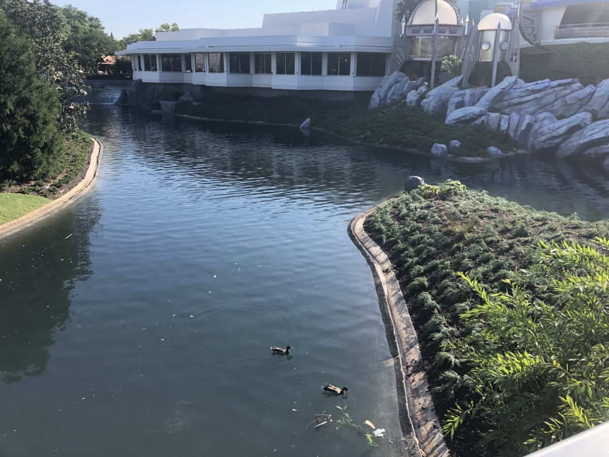 Ducks swimming in the moat at the Magic Kingdom