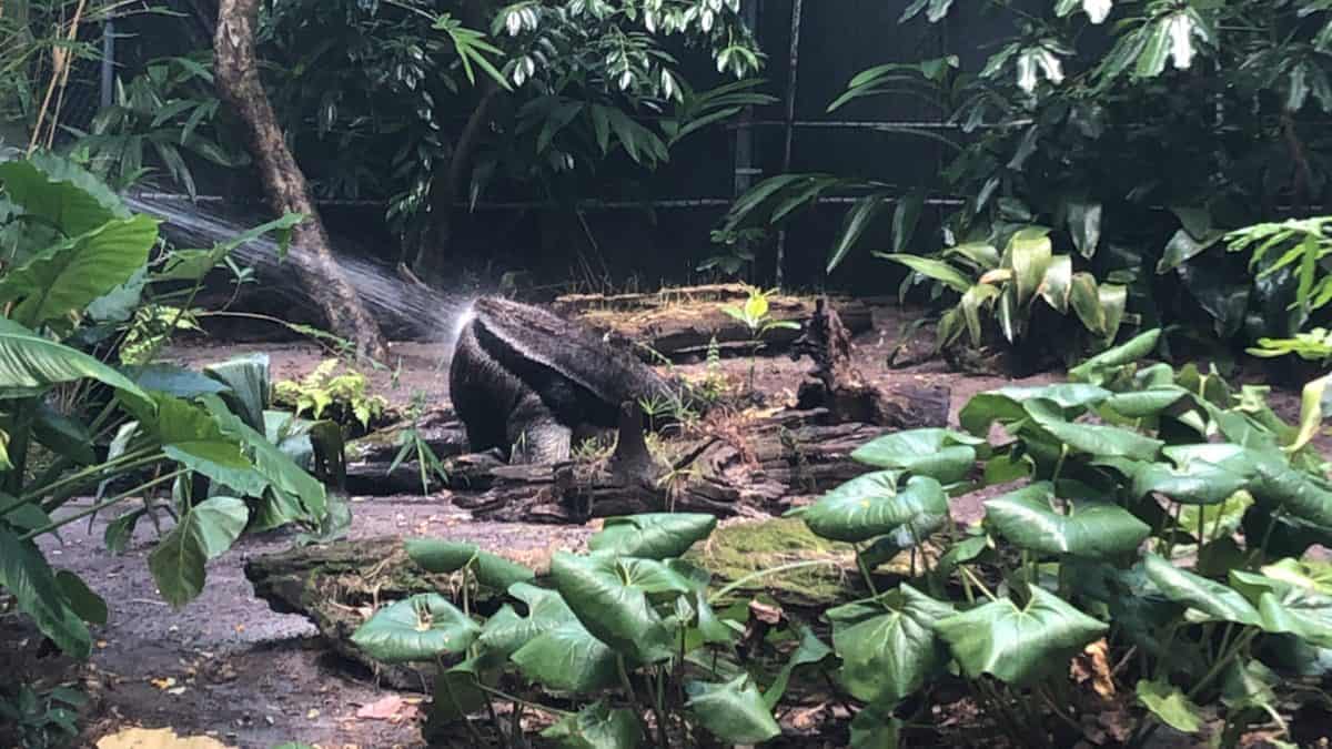 A large anteater getting sprayed with a hose