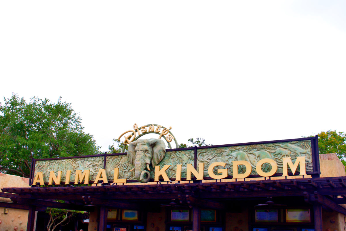 disneys animal kingdom