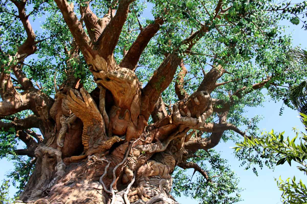 disneys animal kingdom tree of life