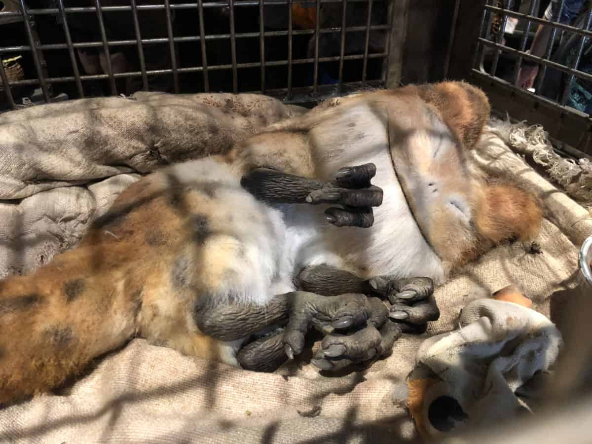 Star Wars: Galaxy's Edge Creature Stall Loth-Cat