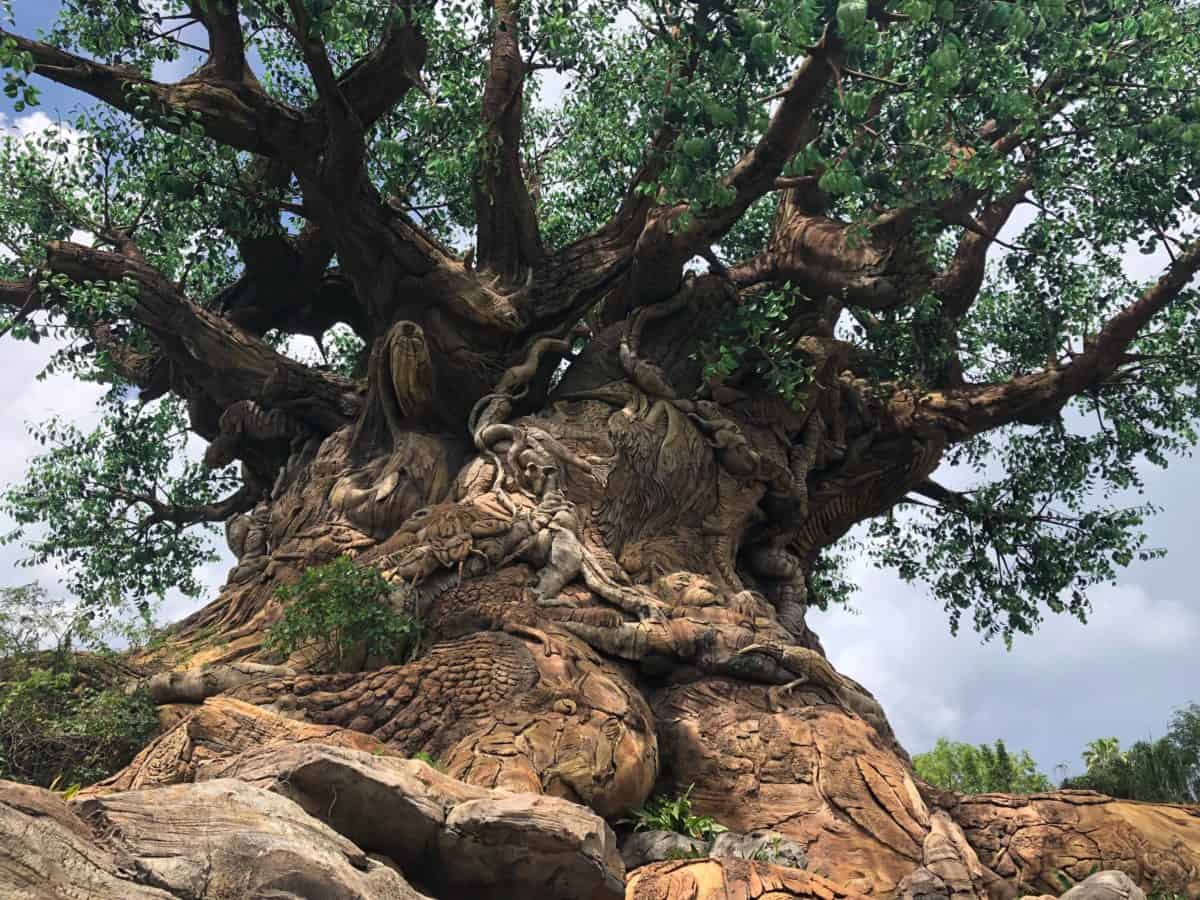 tree of life close up