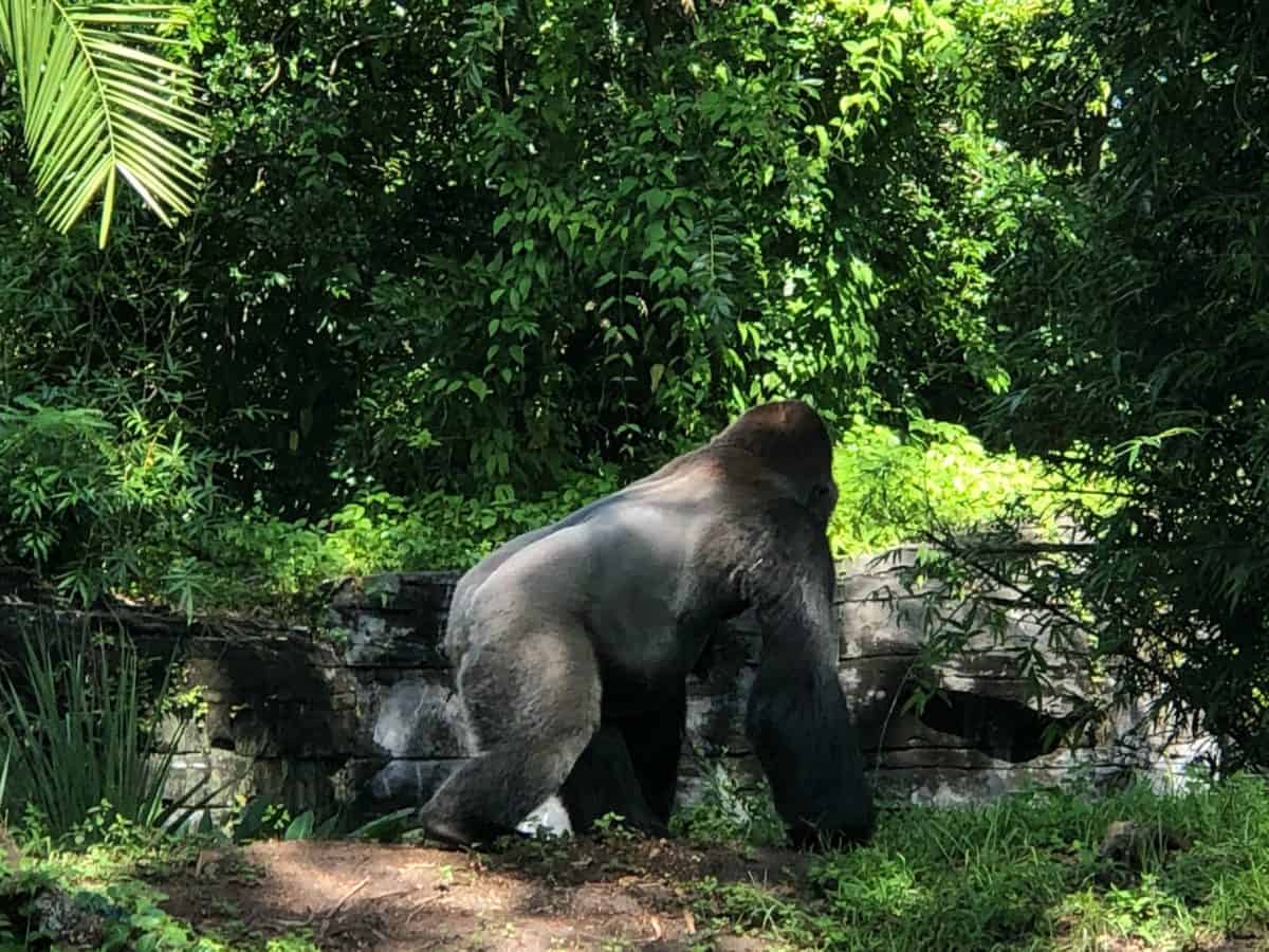 Gorilla