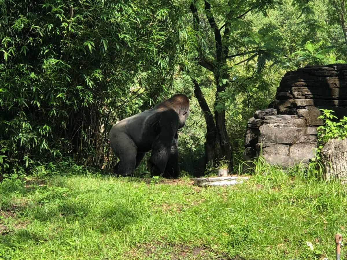 Gorilla