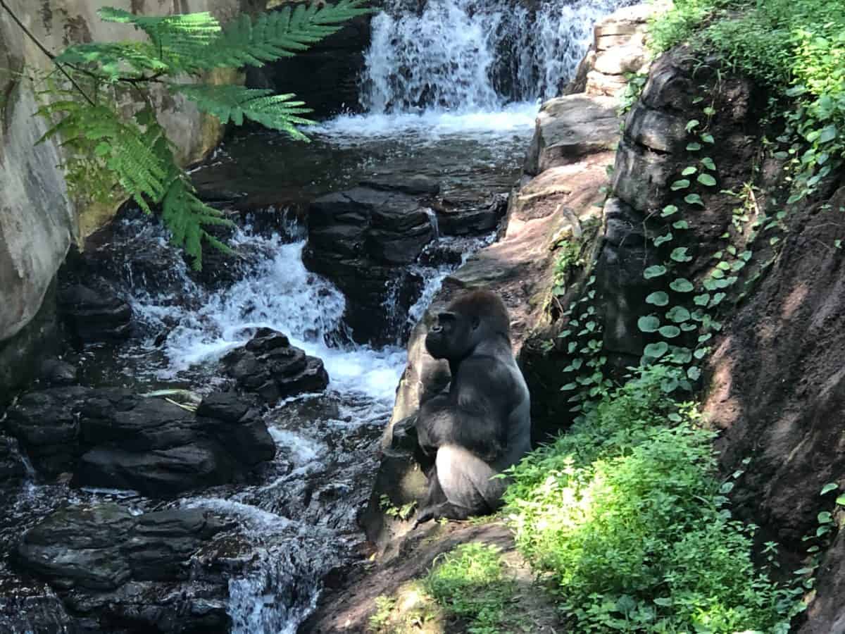 Animal Kingdom Gorilla