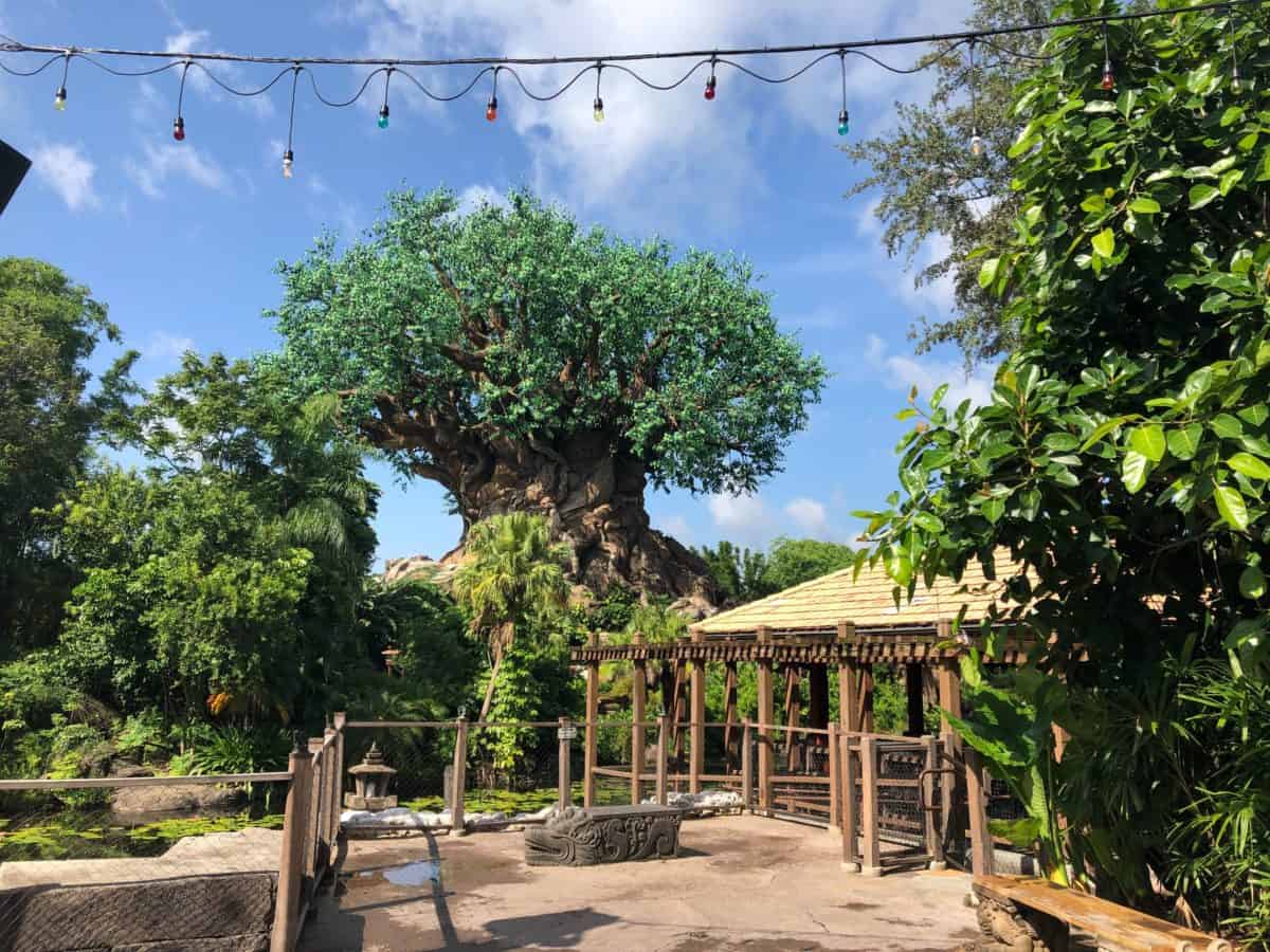 tree of life