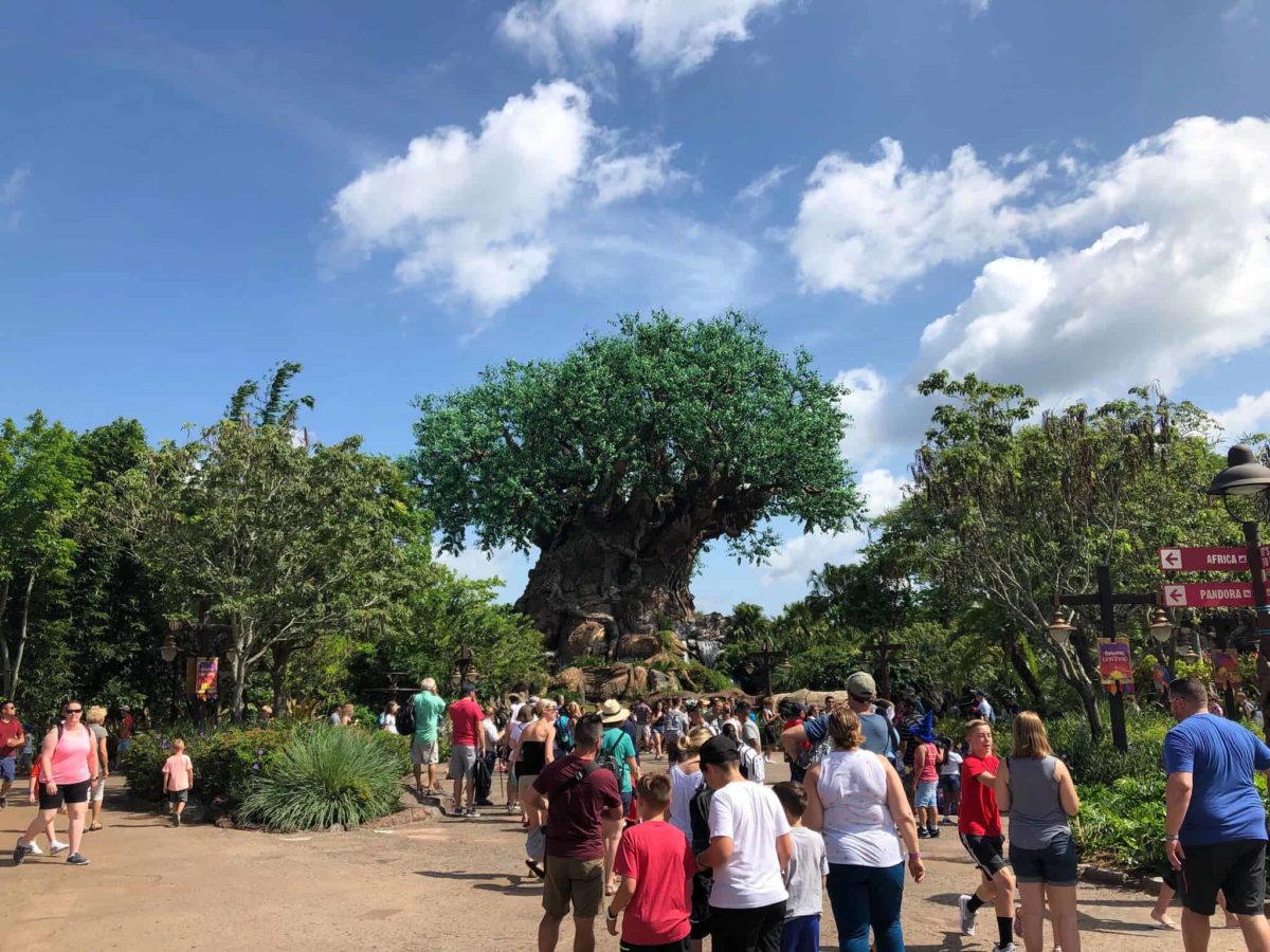 tree of life