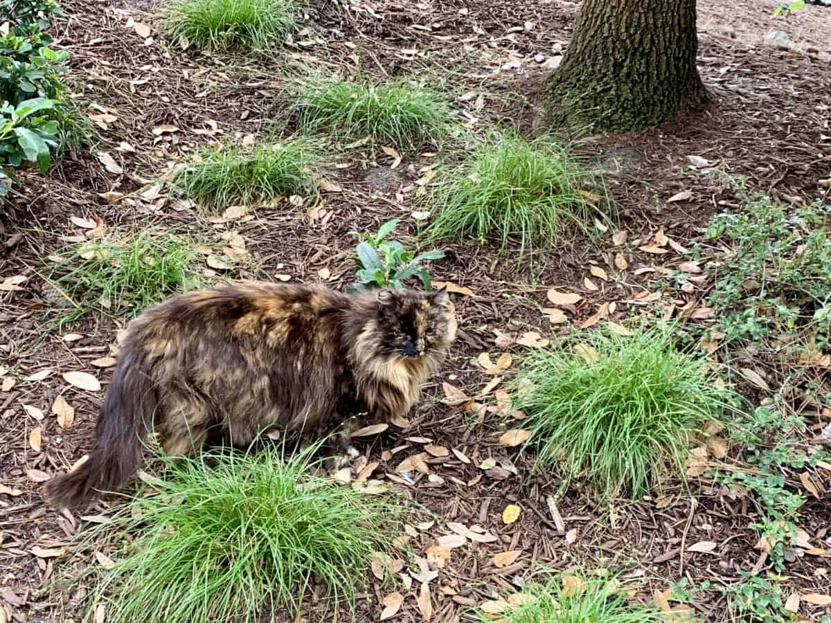 Disney California Adventure Photo Report June 17 2019