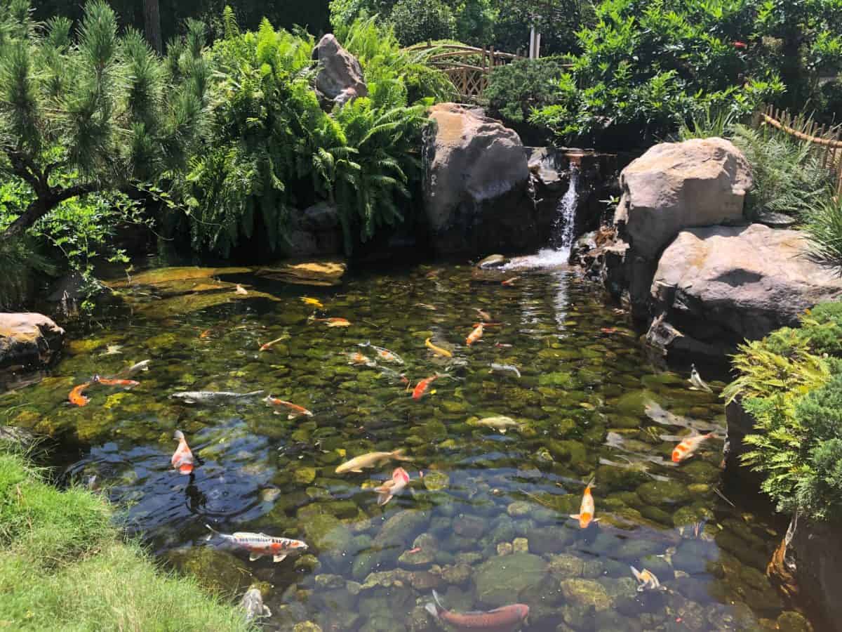 Koi Fish Japan Pavilion