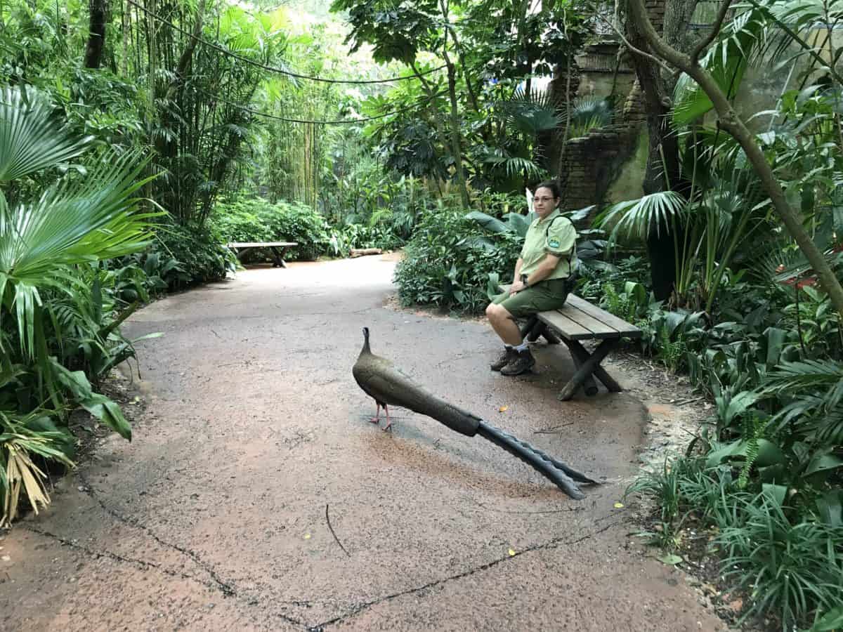 maharajah jungle trek