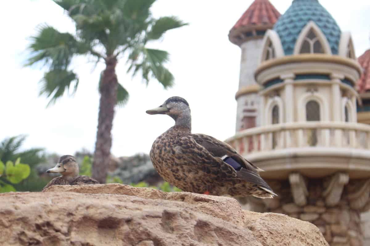 fantasyland voyage of the little mermaid