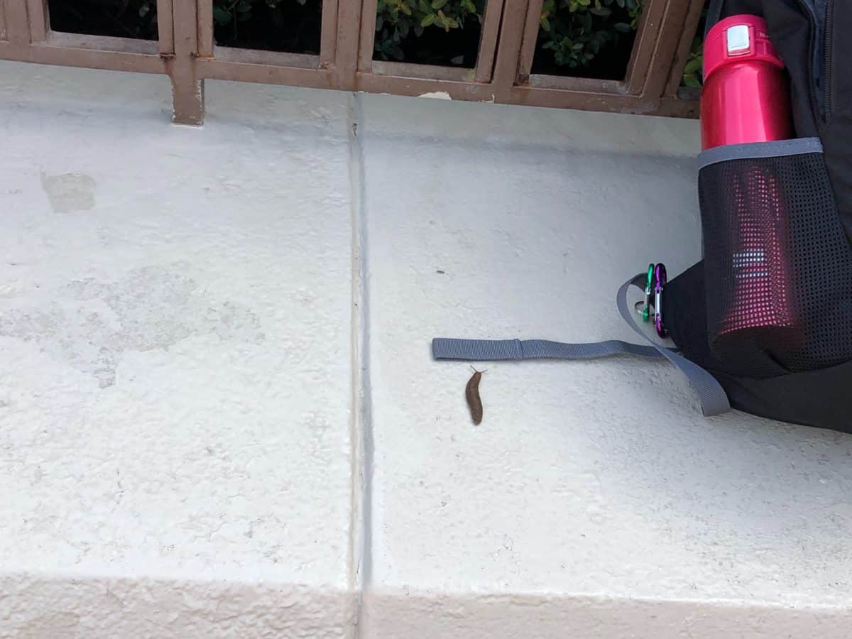 Slug at the Magic Kingdom