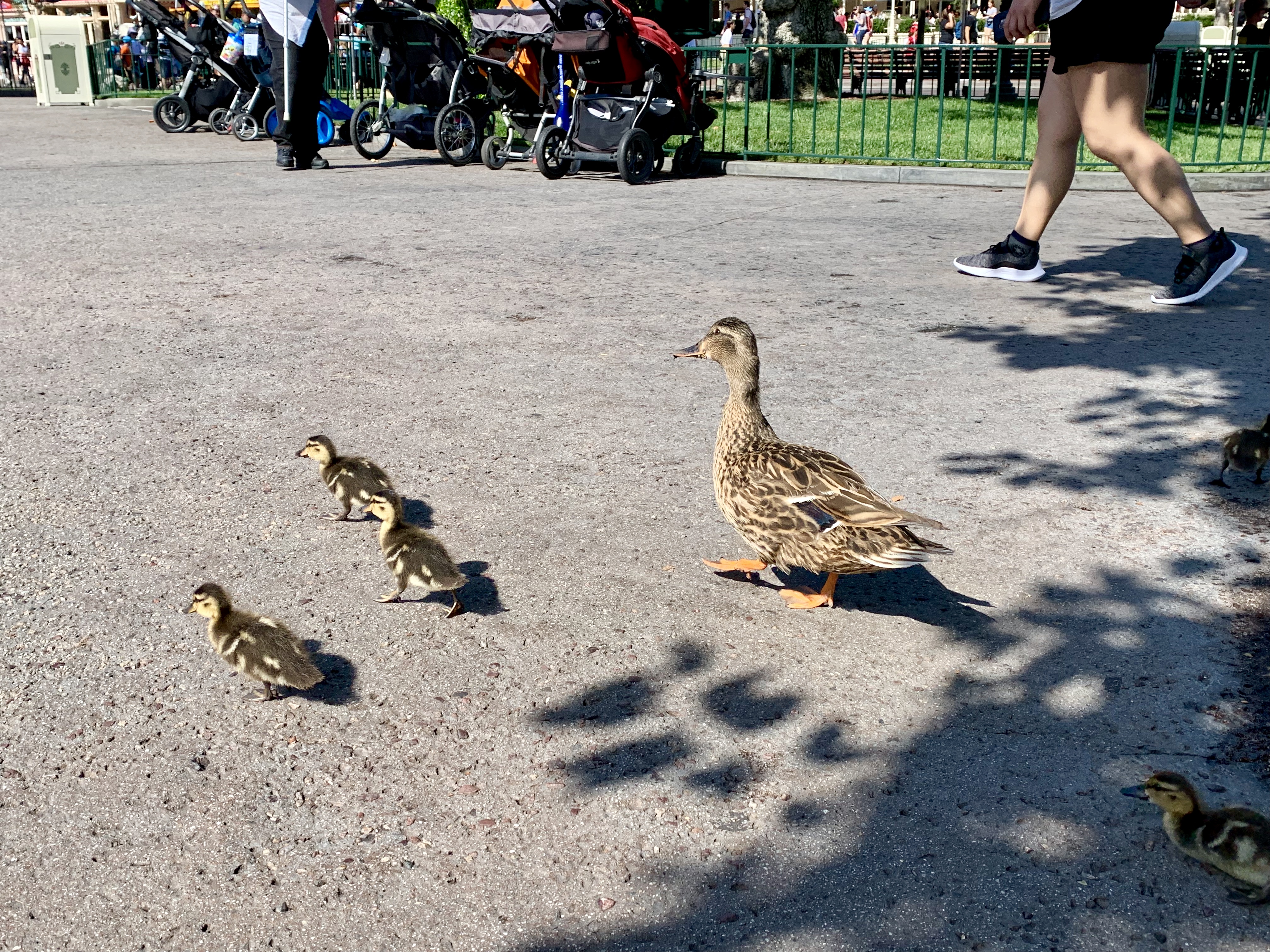 Disneyland Park Photo Report July 31 2019 