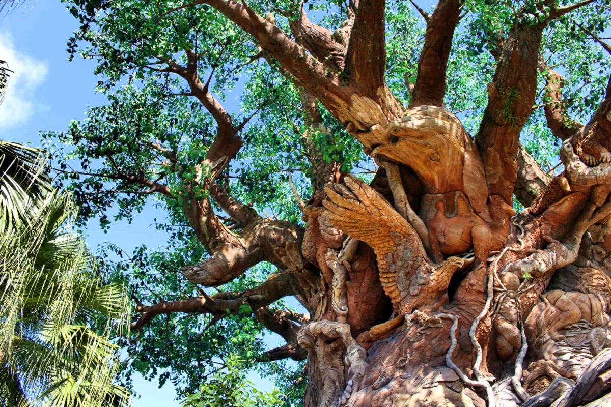 animal kingdom tree of life