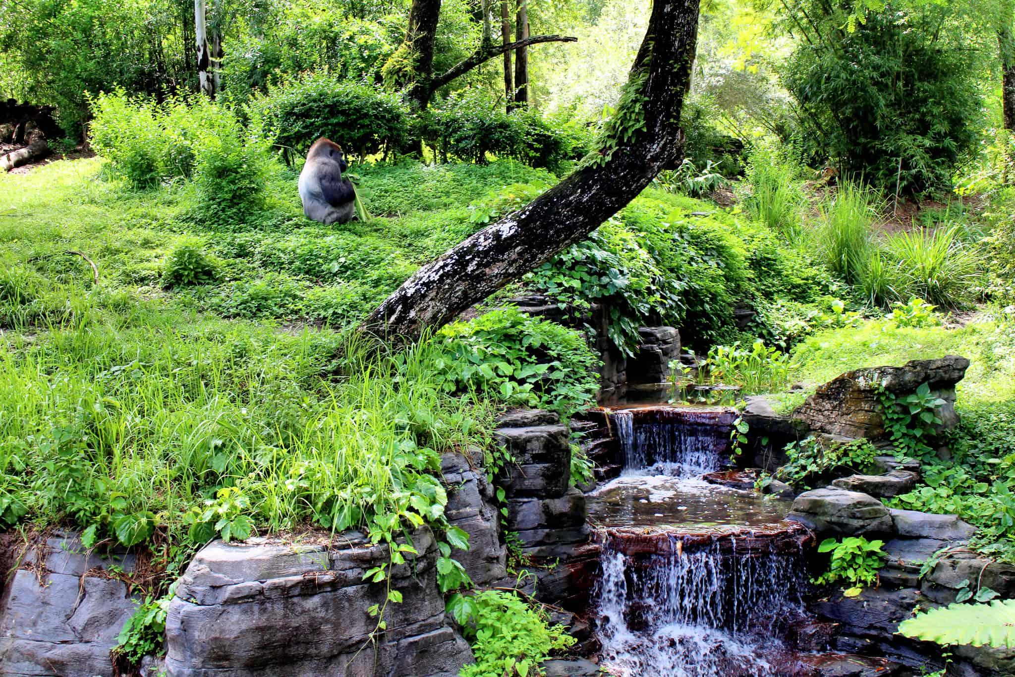 gorilla falls exploration trail