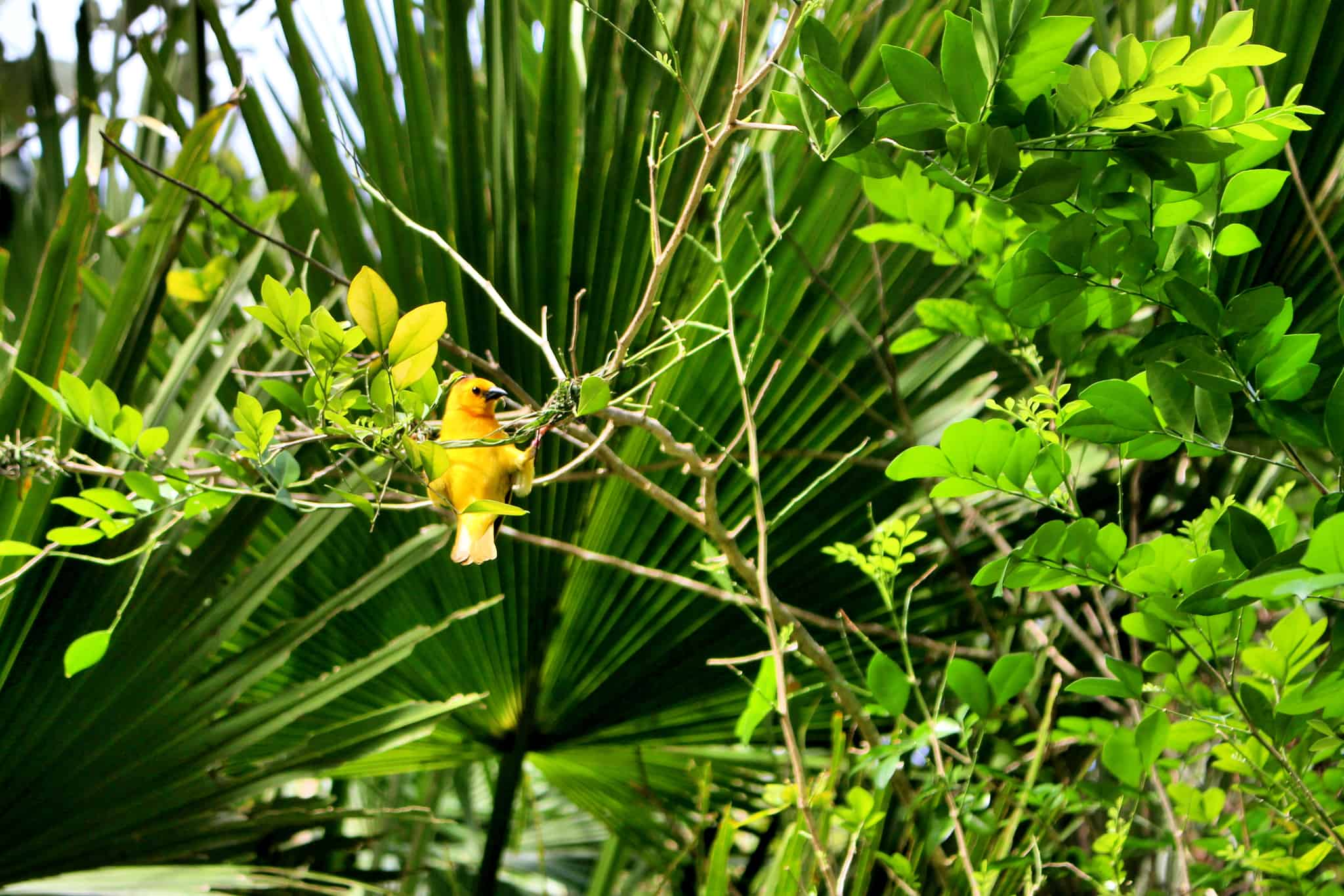 gorilla falls exploration trail