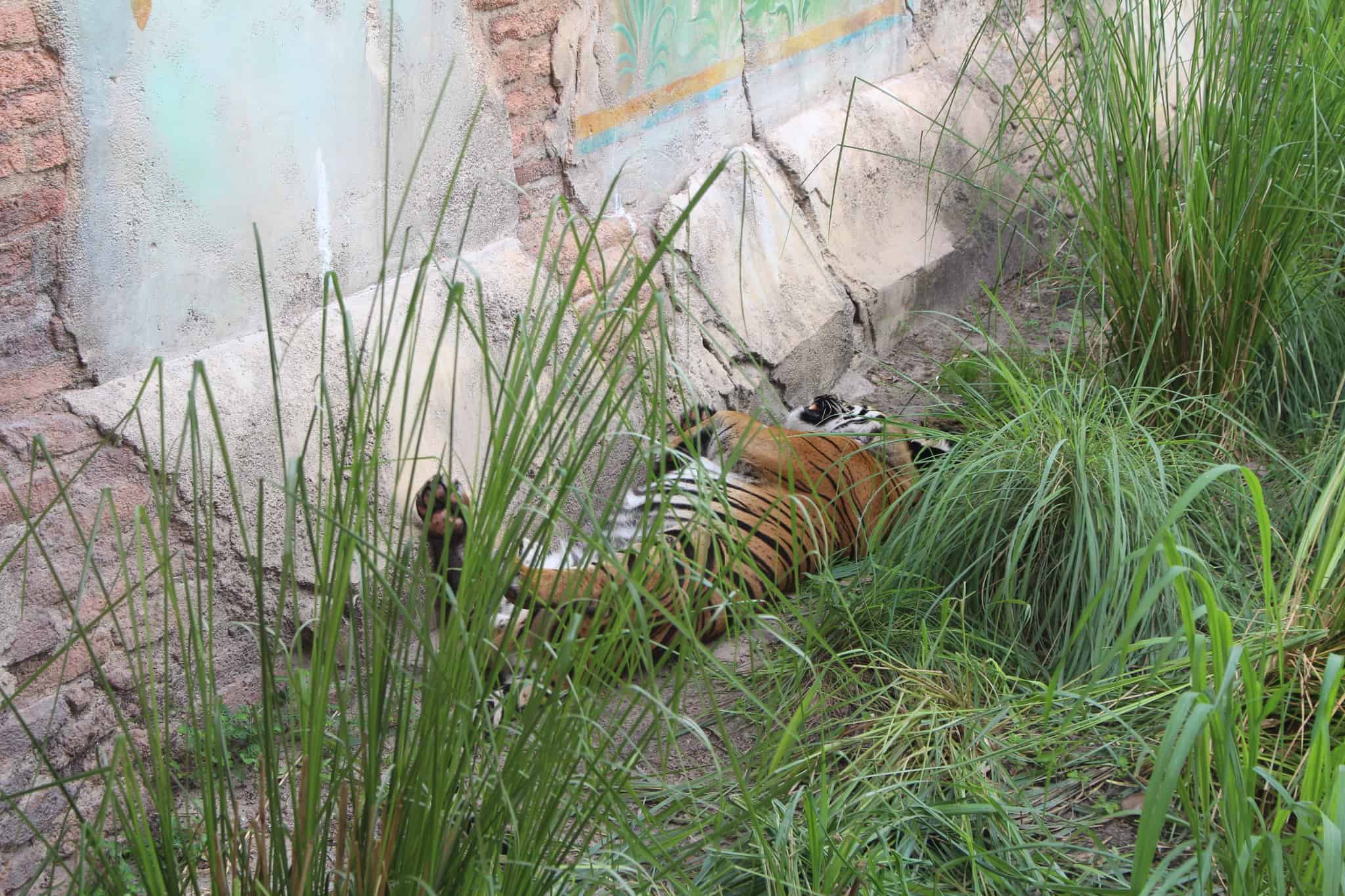 maharajah jungle trek