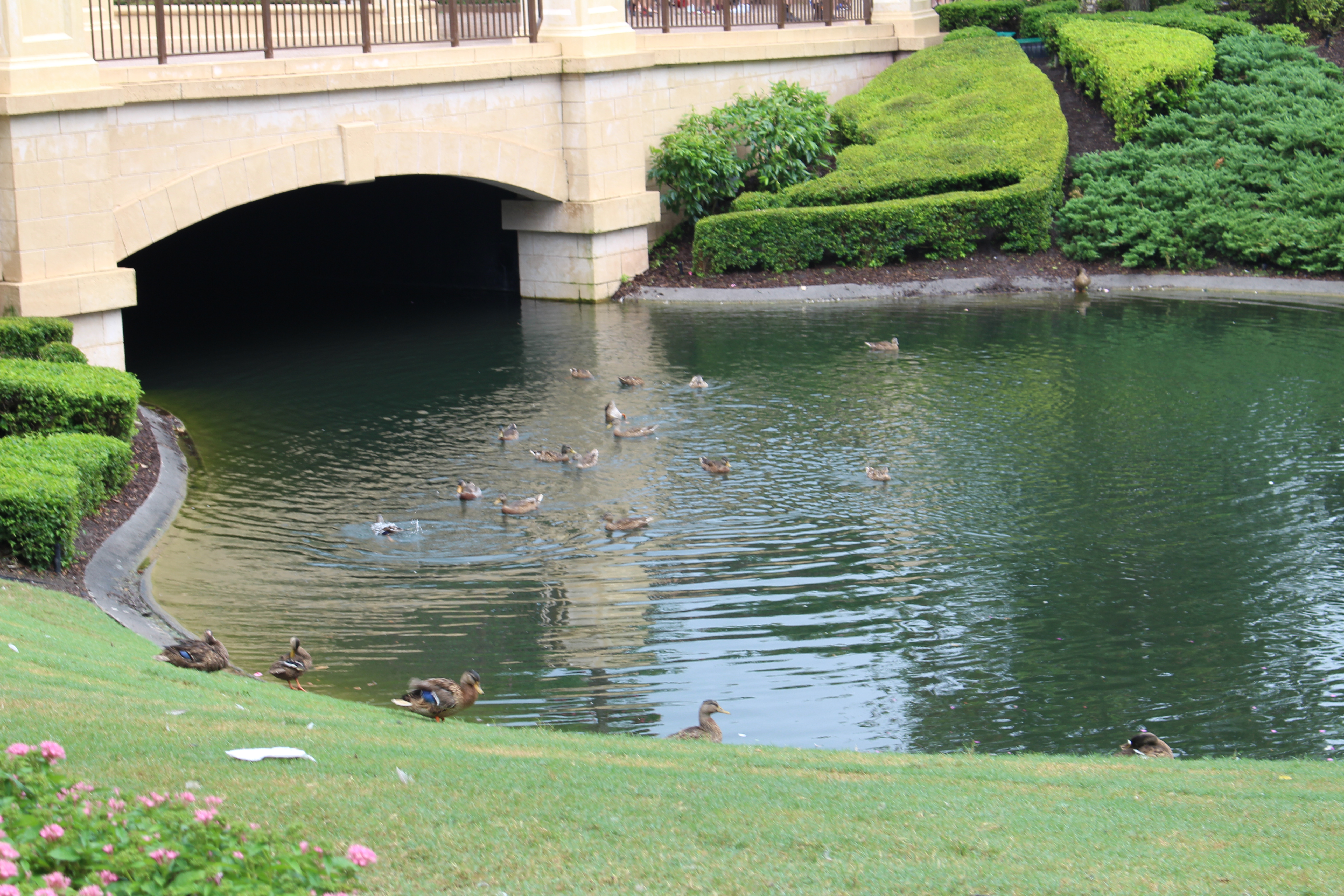 disney ducks