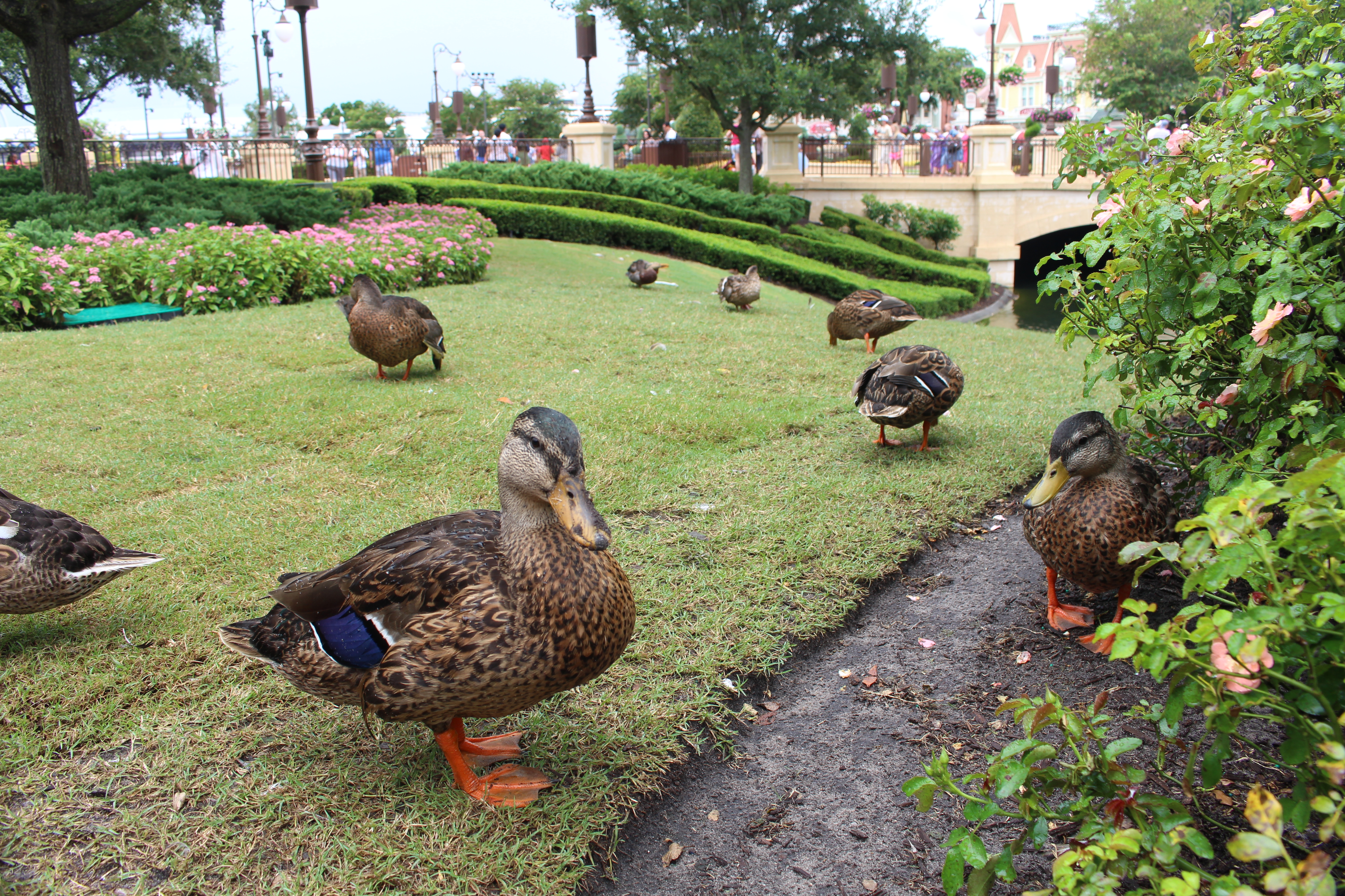disney ducks