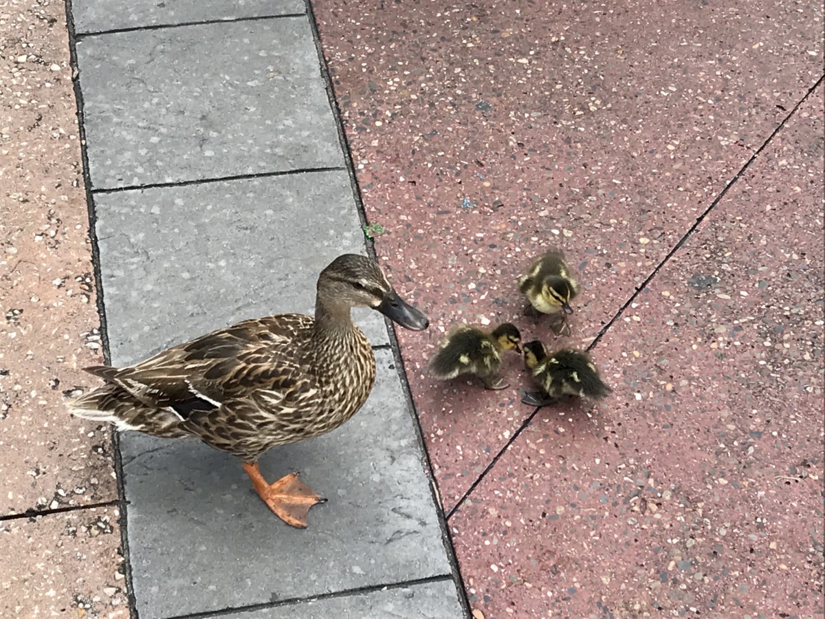 magic kingdom ducks