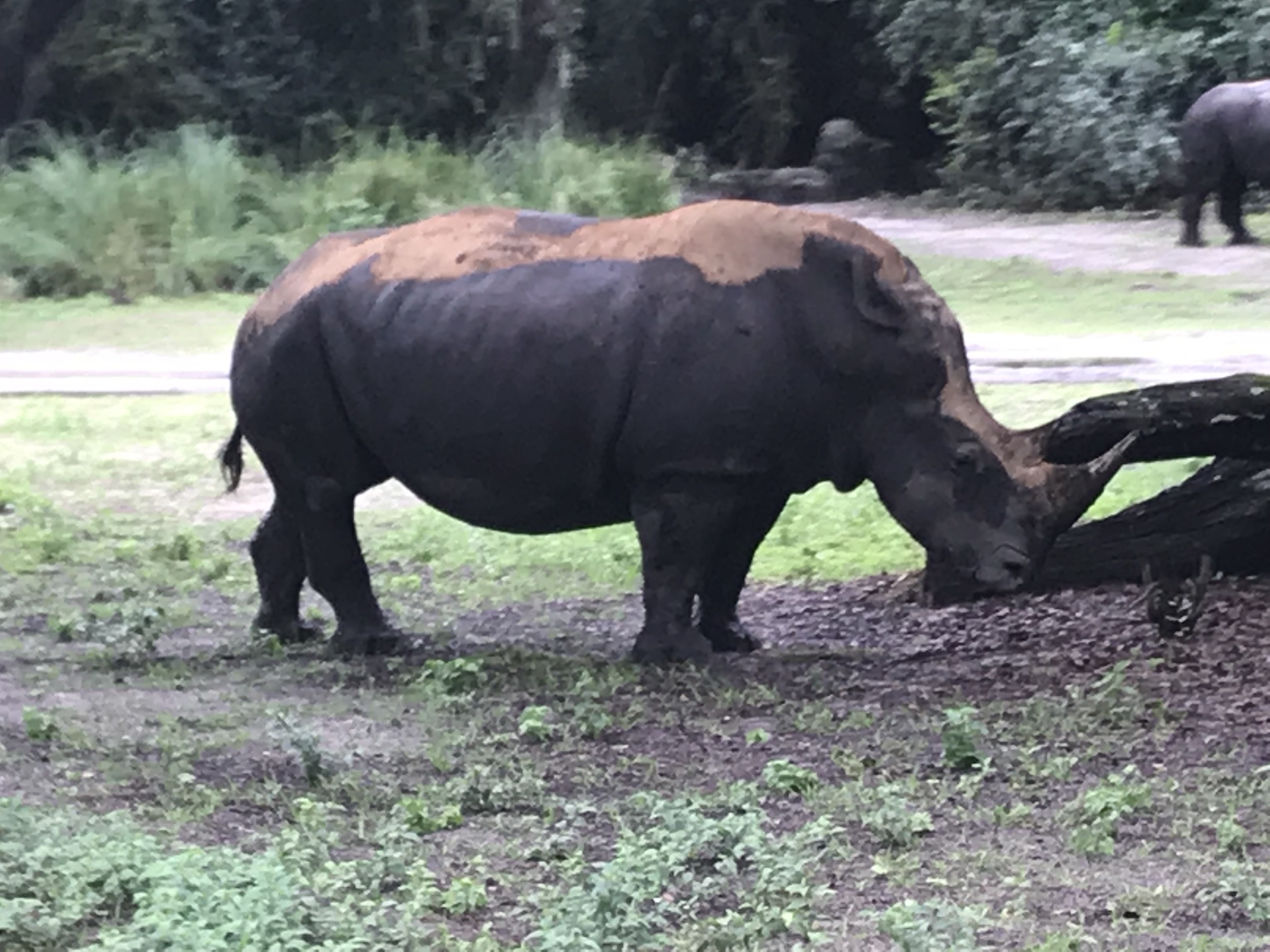 White Rhino on Kilimanjaro Safari