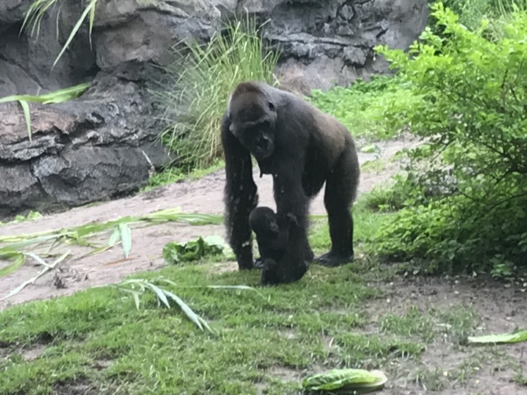 Baby Gorilla "Grace" and Mother; Gorilla Falls Exploration Trail