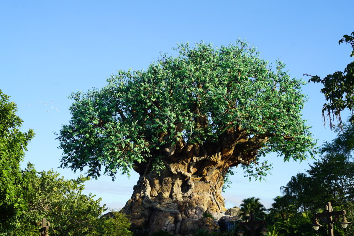 tree of life