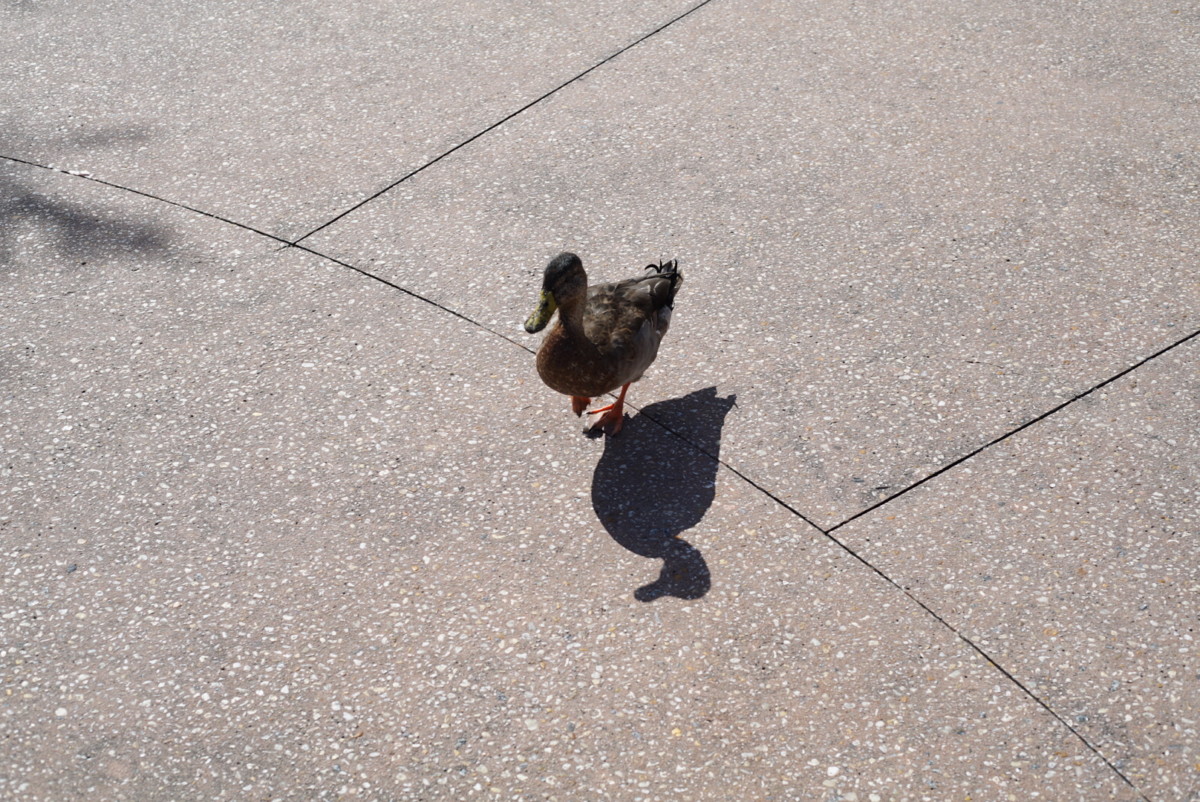 Disney ducks