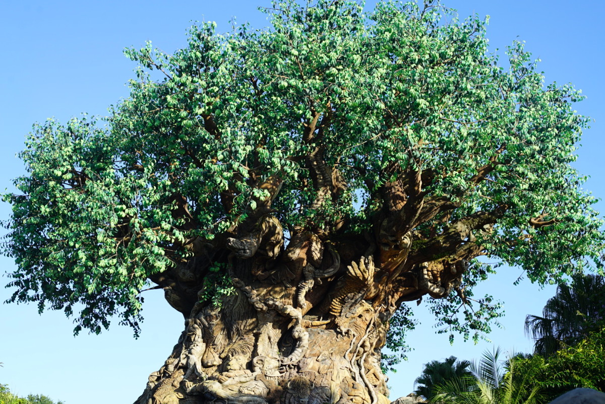 Tree of Life