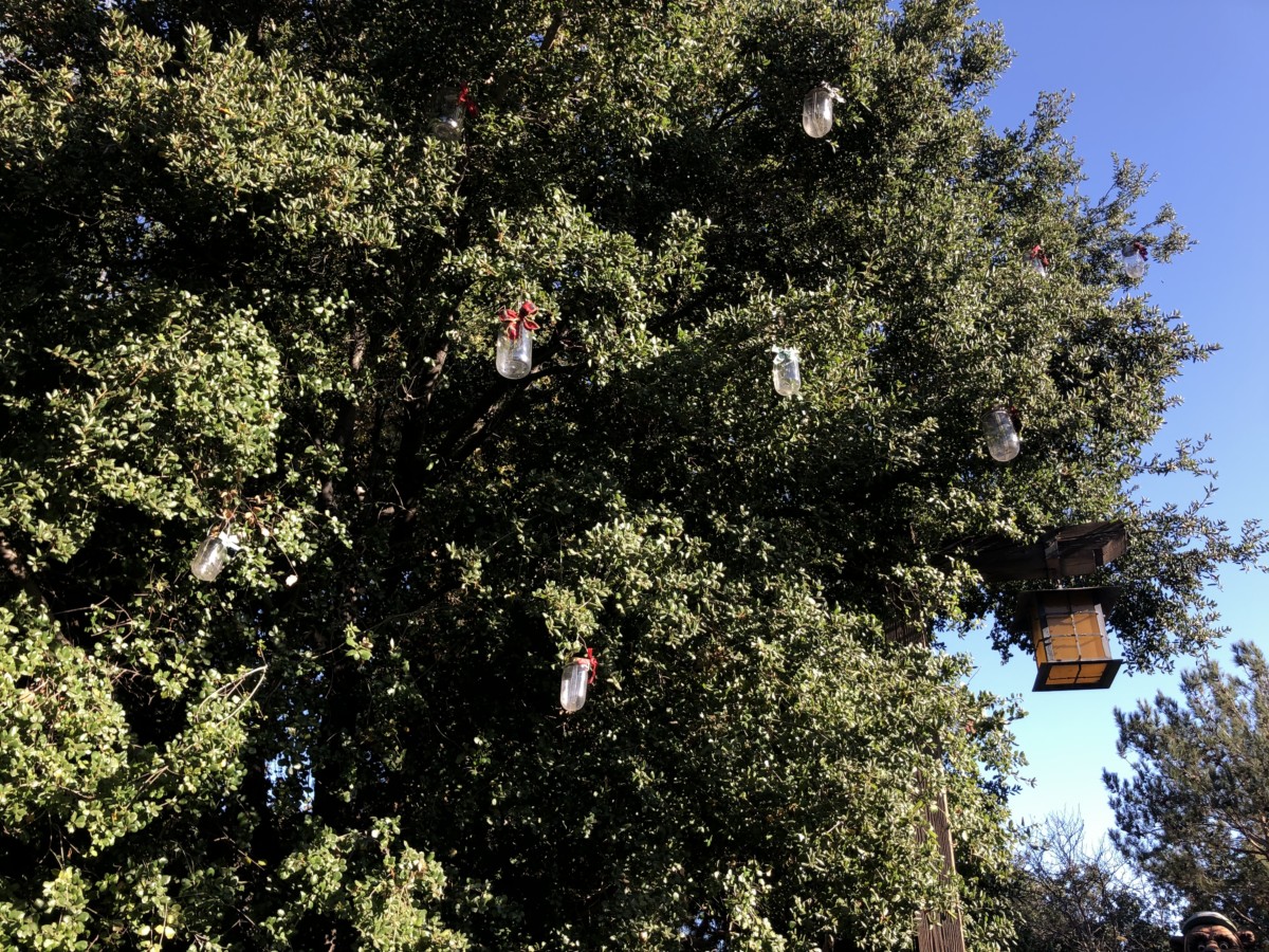 dca christmas lights
