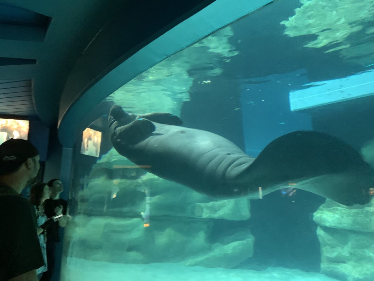 EPCOT manatee (2)