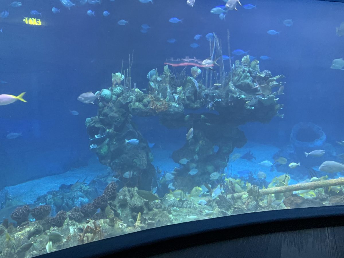 EPCOT aquarium (1)