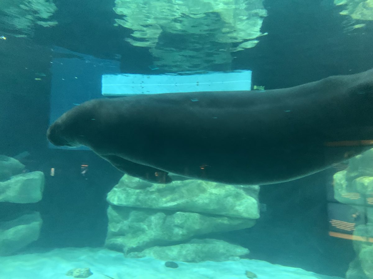 EPCOT manatee (1)