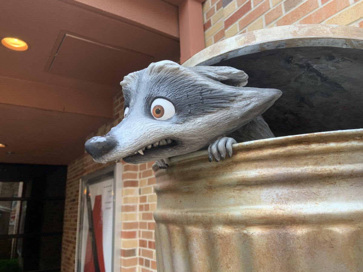 Raccoon in Municiberg