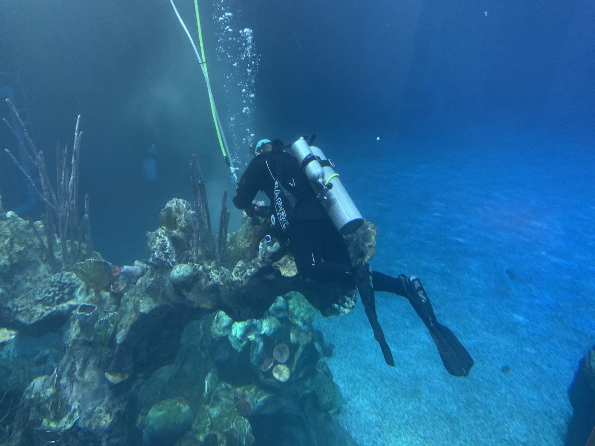 Cleaning in The Seas 2