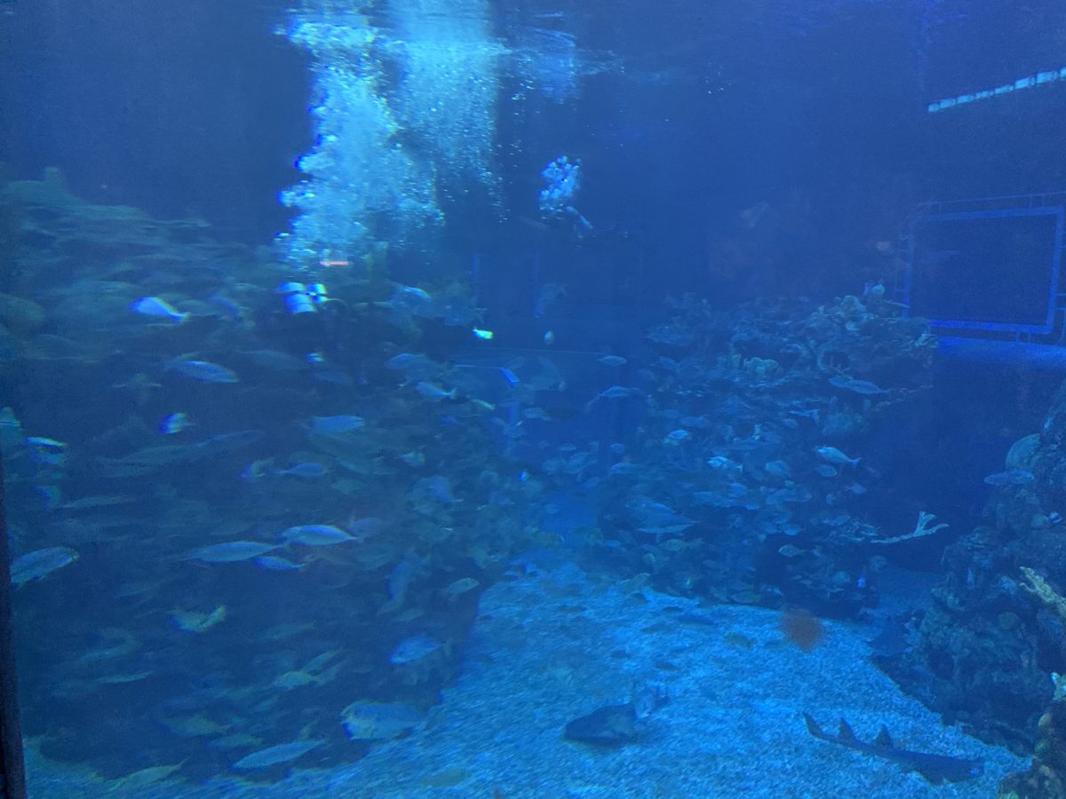 EPCOT aquarium (2)