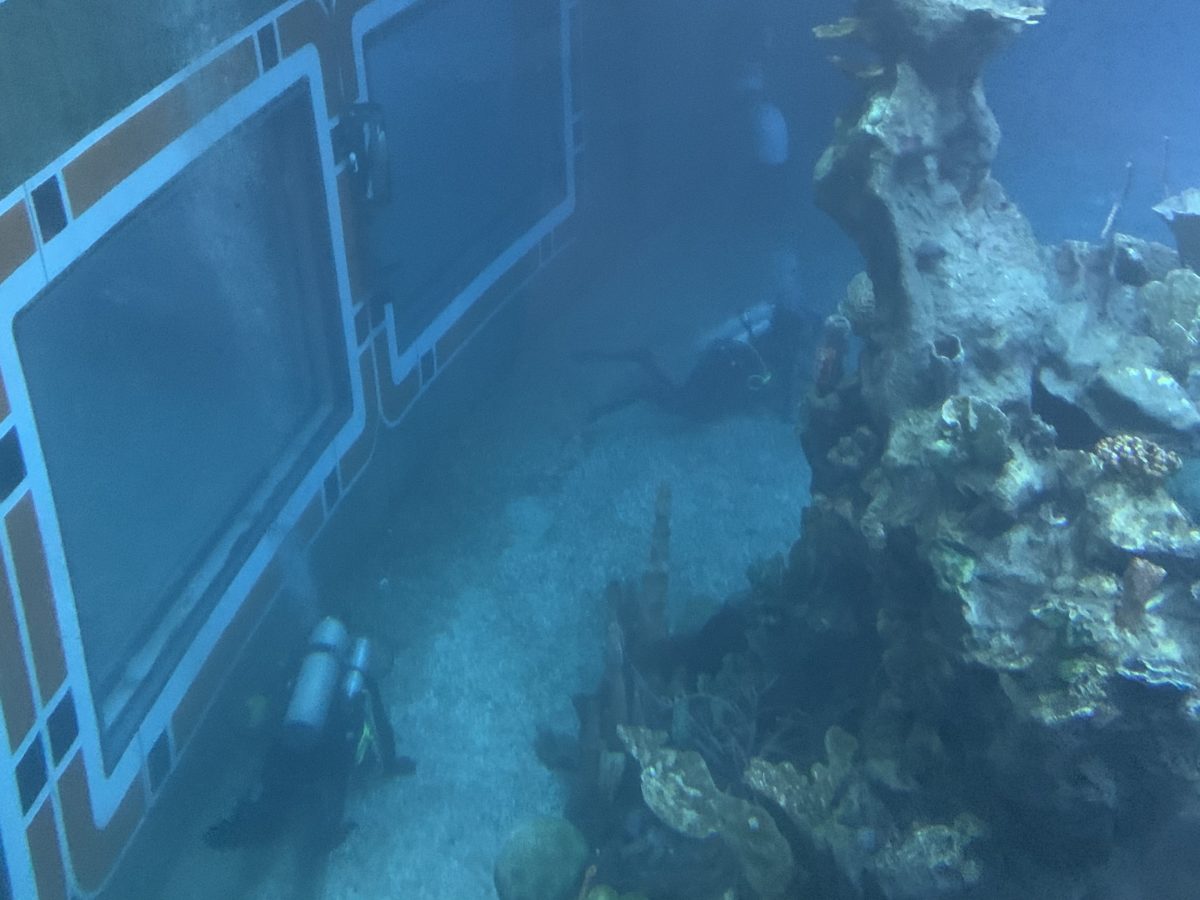 Cleaning in The Seas 1