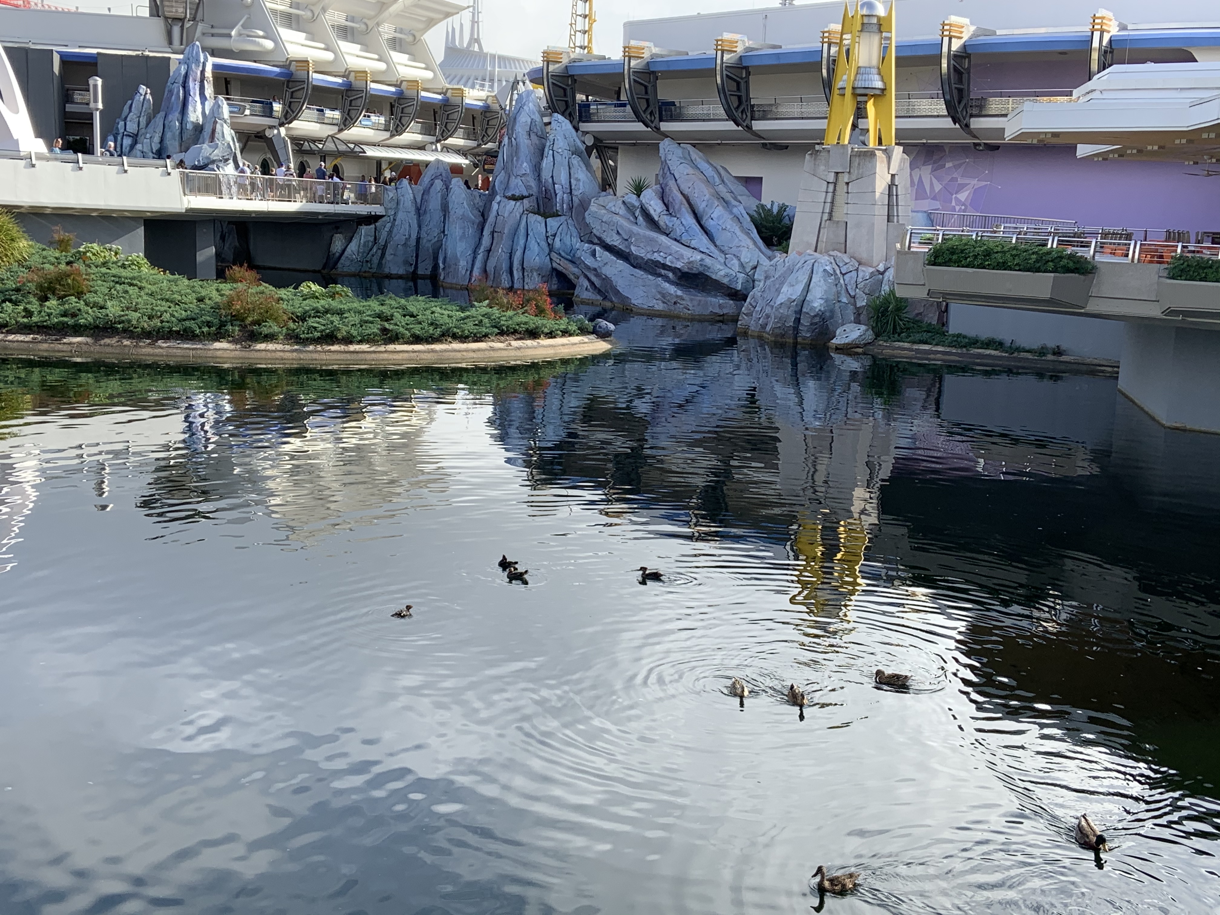 Tomorrowland Ducks 1